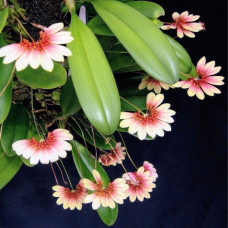 Bulb. Lepidum Bulb. Lepidum