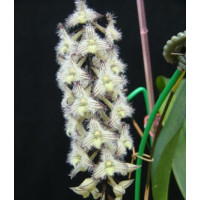 Bulb. Lindleyanum