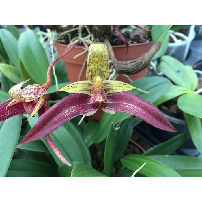 Bulb. Lobbii x Frostii