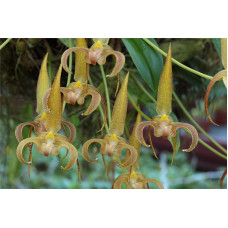 Bulb. Lobbii Bulb. Lobbii