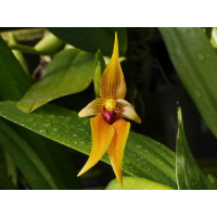 Bulb. Orthoglossum