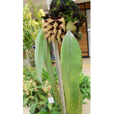 Bulb. Phalaenopsis 3,5