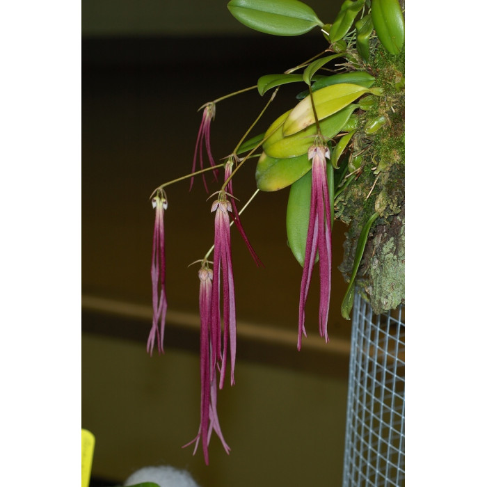 Bulb. Plumatum