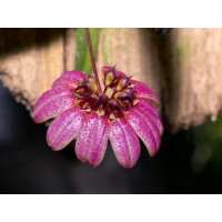 Bulb. Pulchellum