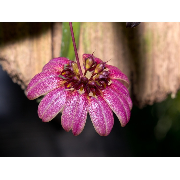 Bulb. Pulchellum