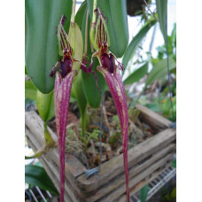 Bulb. Putidum