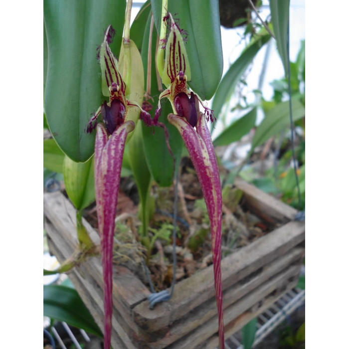 Bulb. Putidum
