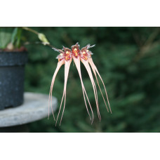 Bulb. Sanguineopunctatum
