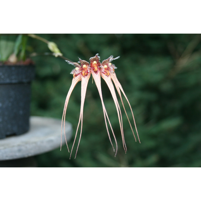 Bulb. Sanguineopunctatum