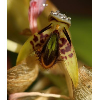 Bulb. Schinzianum