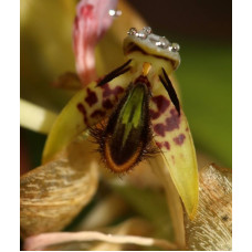 Bulb. Schinzianum