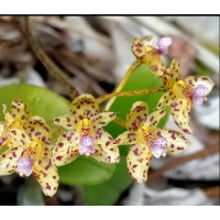 Bulb. Violaceolabellum