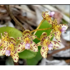 Bulb. Violaceolabellum