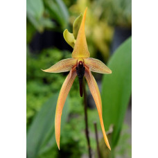 Bulb. Wilbur Chang