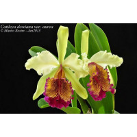 C. Dowiana Aurea