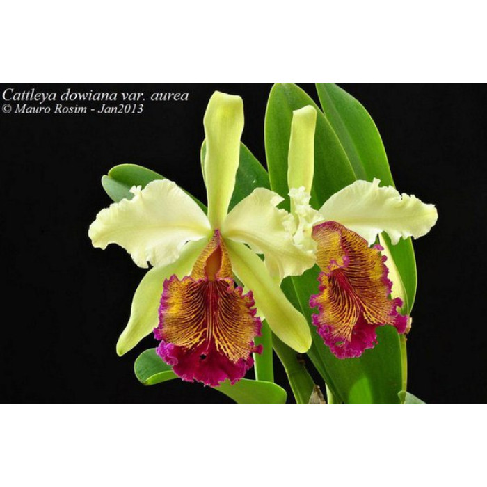 Каттлея (Dowiana Aurea)