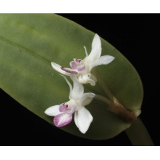 Cadetia Collina Cadetia Collina