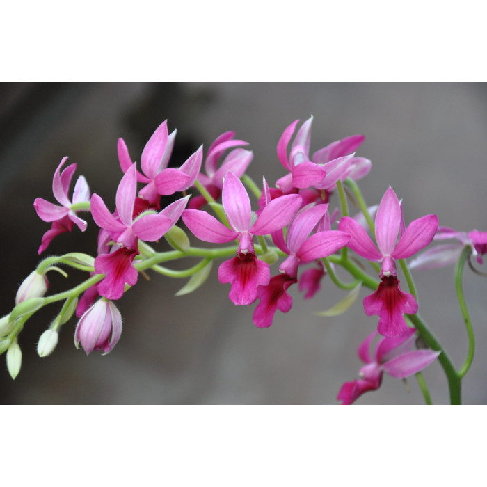 Calanthe Rose Georgene x First Lady Calanthe Rose Georgene x First Lady