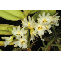 Calyptrochilum Christyanum