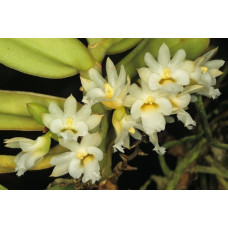Calyptrochilum Christyanum 1,7 Calyptrochilum Christyanum 1,7