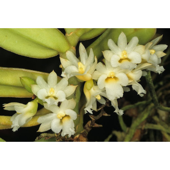 Calyptrochilum Christyanum