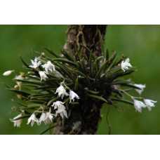 Capanemia Micromera 1,7 Capanemia Micromera 1,7