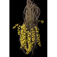 Chiloschista Parishii