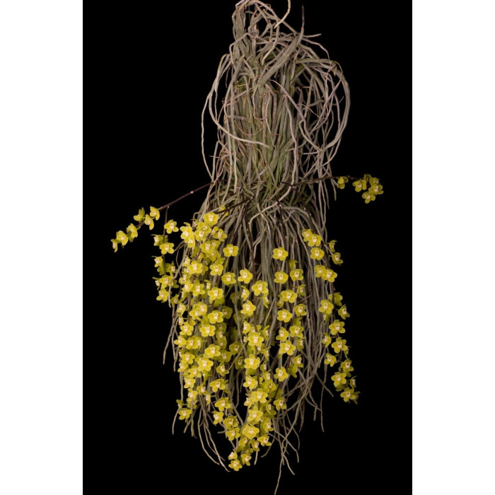 Chiloschista Parishii