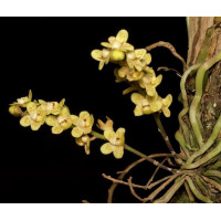 Chiloschista Ramifera Chiloschista Ramifera