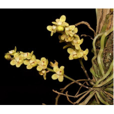 Chiloschista Ramifera