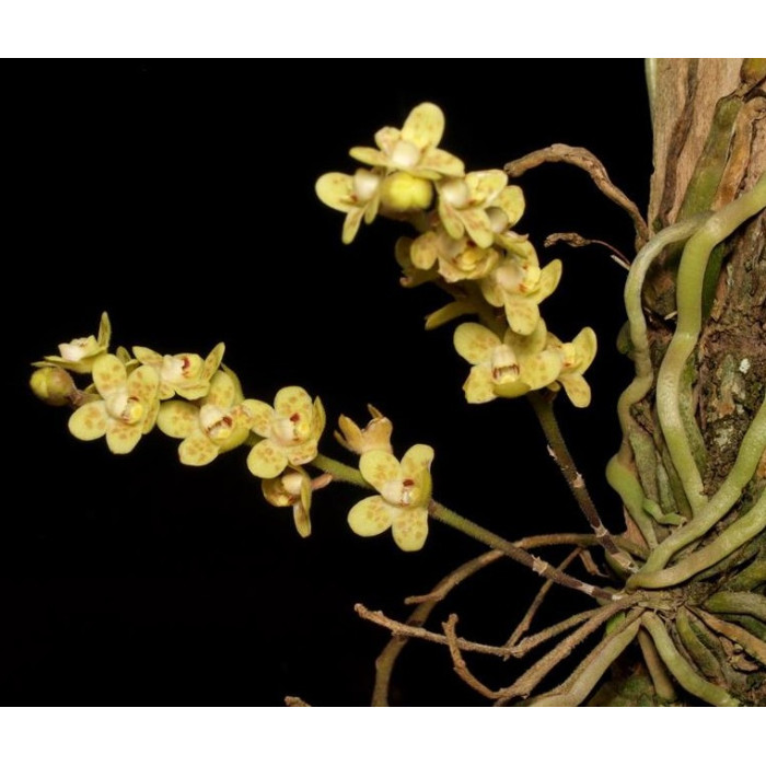 Chiloschista Ramifera Chiloschista Ramifera