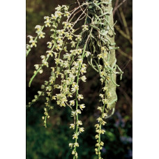 Chiloschista Rodriguezii