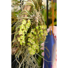 Chiloschista Segawai