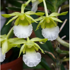 Christensonia Vietnamica