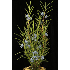 Cleisocentron Gokusingii