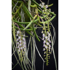 Cleisostoma Arietinum