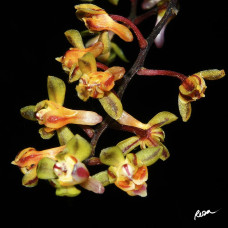 Cleisostoma Discolor