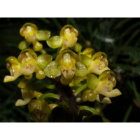 Cleisostoma Racemiferum