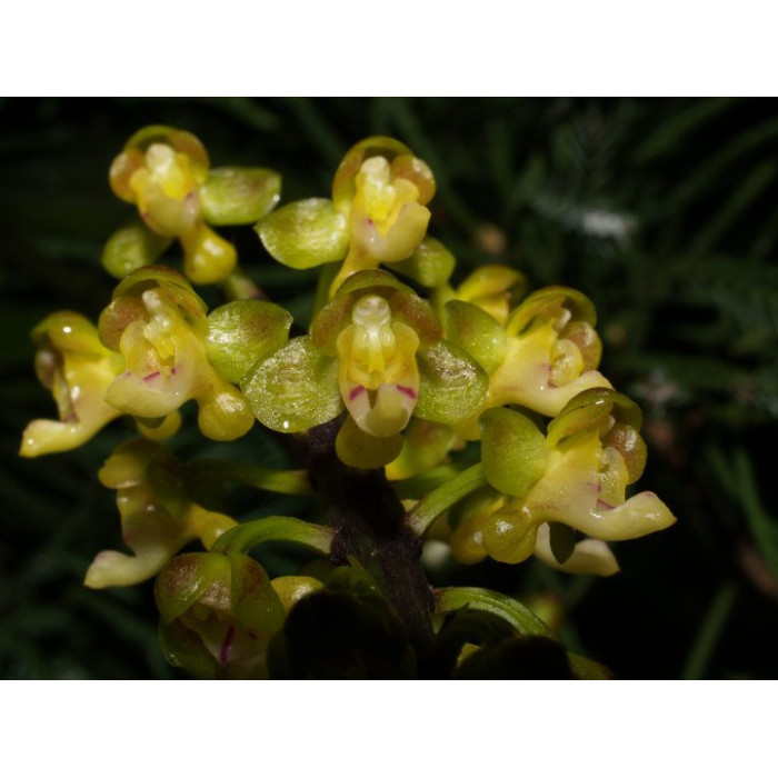 Cleisostoma Racemiferum
