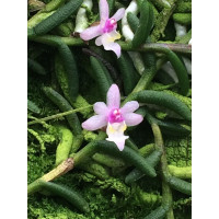 Cleisostoma Scolopendrifolium