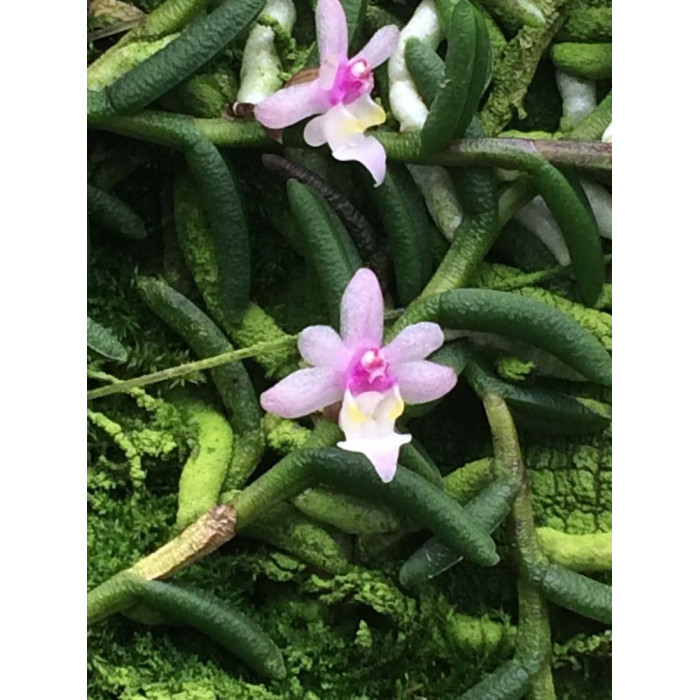 Cleisostoma Scolopendrifolium