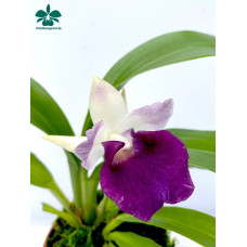 Cochleanthes Samlinge Red