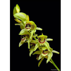 Coel. Chlorophaea