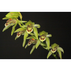 Coel. Chloroptera