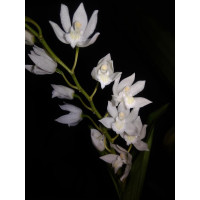 Coel. Suaveolens