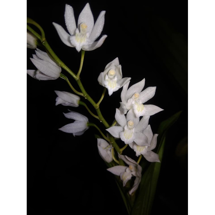 Coel. Suaveolens