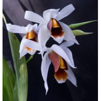Coel. Mooreana x Usitana