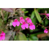 Comparettia Falcata Comparettia Falcata