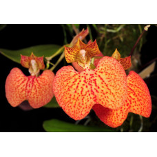 Comparettia Macroplectron x Speciosa