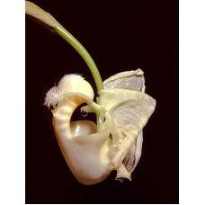 Coryanthes Alborosea
